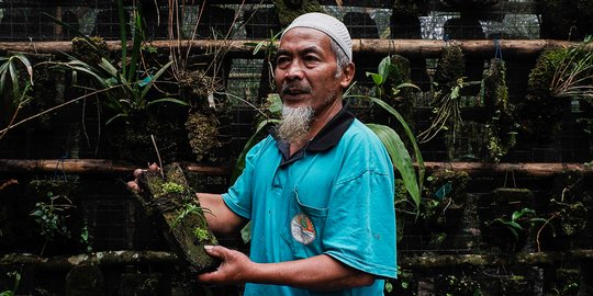 Mengenal Musimin, Sosok Penyelamat Anggrek Merapi dari Erupsi