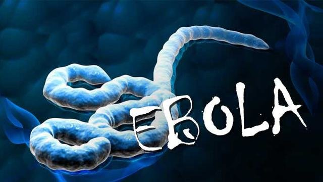 gambar virus ebola