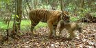 Harimau Masuk ke Perkebunan Warga di Padang Lawas, BBKSDA Sumut Lakukan Ini
