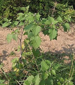 daun ranti dan daun bekuka sayur yang hanya ada di kawasan etnis tengger