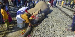 Dua Gajah Tewas Tertabrak Kereta di India