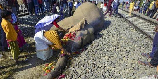 Dua Gajah Tewas Tertabrak Kereta di India