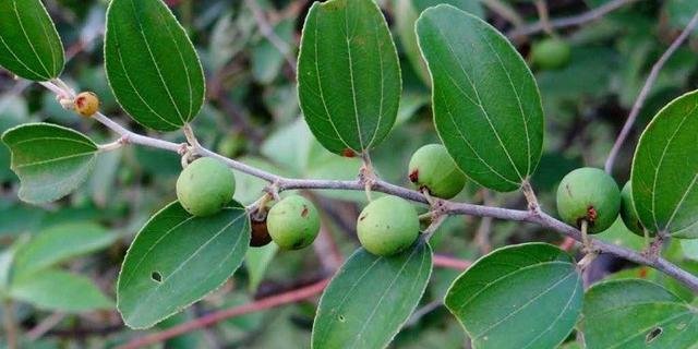 Khasiat Daun Bidara Dalam Islam Tanaman Herbal Yang Disebut Dalam Al Quran Merdeka Com