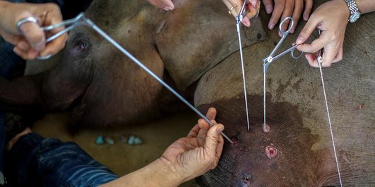 Perjuangan Tenaga Medis Selamatkan Bayi Gajah 3 Bulan yang Terjerat Perangkap Pemburu