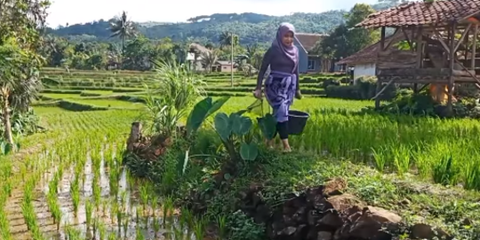 Gadis Desa Cantik dan Mempesona Berburu Ikan di Sawah Bikin Salfok Gadis Desa Cantik dan Mempesona Berburu Ikan di Sawah Bikin Salfok