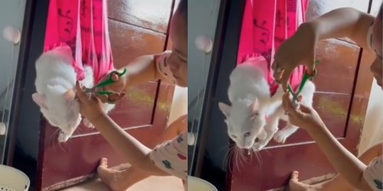 Beda dari yang Lain, Wanita Ini Tunjukkan Cara Unik Memotong Kuku Kucing