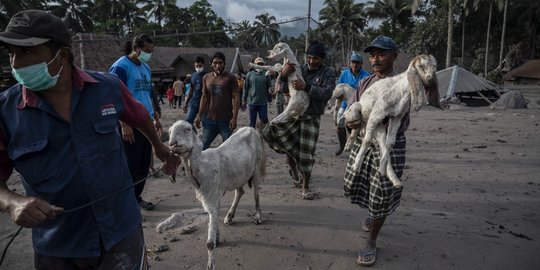 Antisipasi Erupsi Susulan, Warga Lumajang Bondong-Bondong Selamatkan Harta Berharga