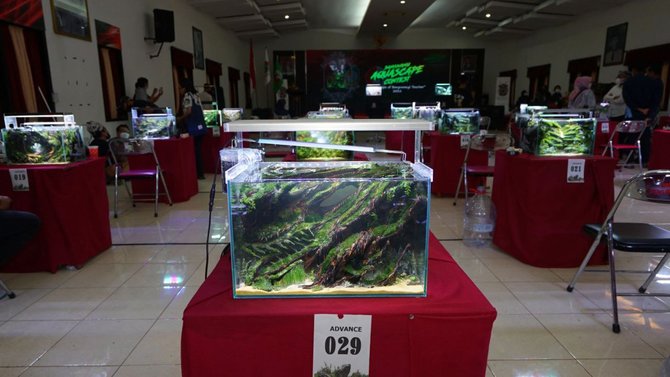 banyuwangi aquascape contest