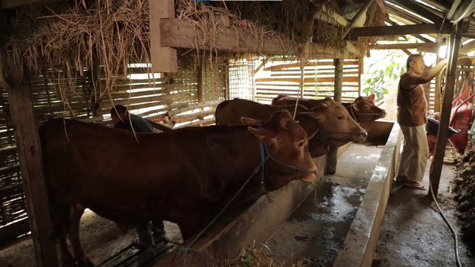 mantan karyawan jadi juragan sapi