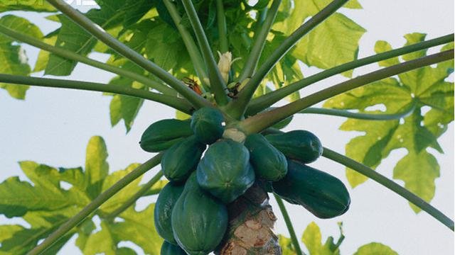 manfaat daun pepaya