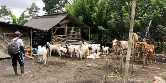 23 Ekor Sapi dan 138 Kambing Mati akibat Awan Panas Guguran Gunung Semeru