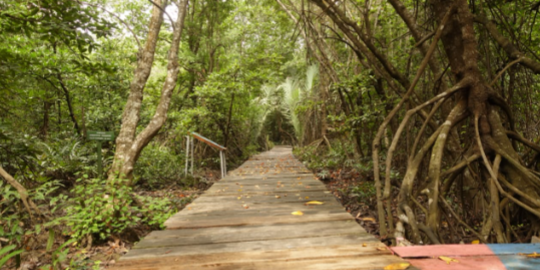 Pemerintah Bakal Bangun Wisata Bahari di Lahan Rehabilitasi Mangrove