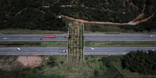 Jembatan Hutan Jadi Harapan Bagi Monyet Brasil yang Terancam Punah