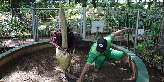 Bunga Bangkai Raksasa Mekar di Arboretum Lukito Daryadi