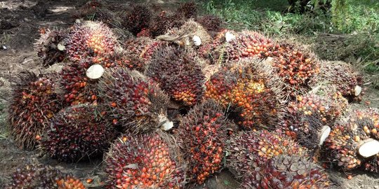 Harga Minyak Sawit Mentah Diprediksi Terus Naik Hingga Maret 2022