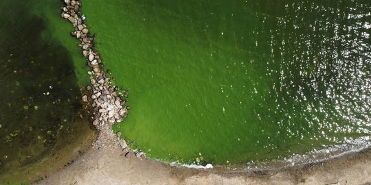 Potret Danau Maracaibo Venezuela Tercemar Minyak dan Ganggang Hijau