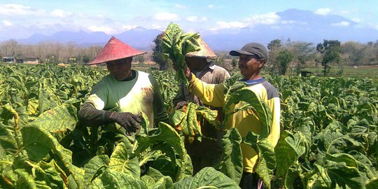 Curhat Pekerja dan Petani Tembakau Resah Tiap Akhir Tahun