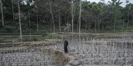 semeru erupsi yang akibatkan 2 kecamatan di lumajang gelap gulita