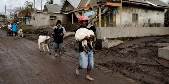 BNPB Dirikan Posko Khusus Hewan Ternak Warga Terdampak Erupsi Semeru