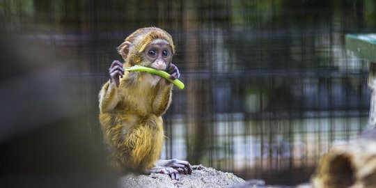 Peristiwa 14 Desember: Peringati Hari Monyet Sedunia, Begini Sejarahnya