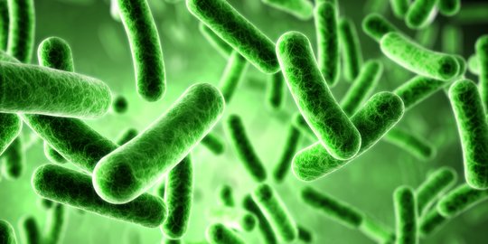 Jenis Bakteri Baik dalam Tubuh Manusia, Berikut Fungsinya