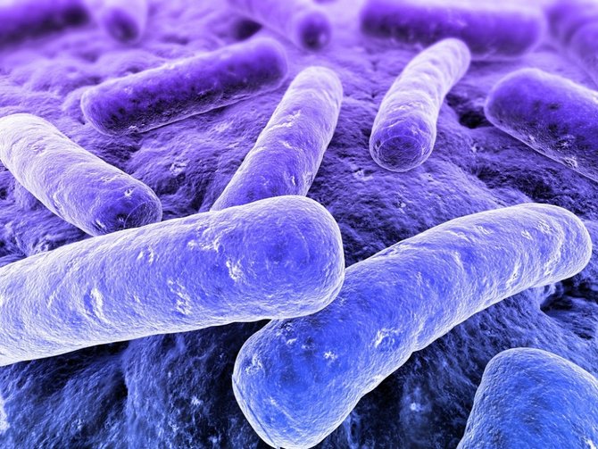 ilustrasi bakteri