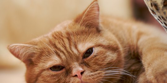 Penyebab Kucing Flu yang Perlu Diwaspadai, Begini Cara Mengatasinya