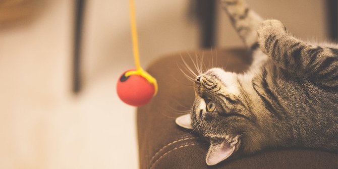 9 Manfaat Kucing sebagai Hewan Peliharaan, Baik untuk Jaga Kesehatan Mental