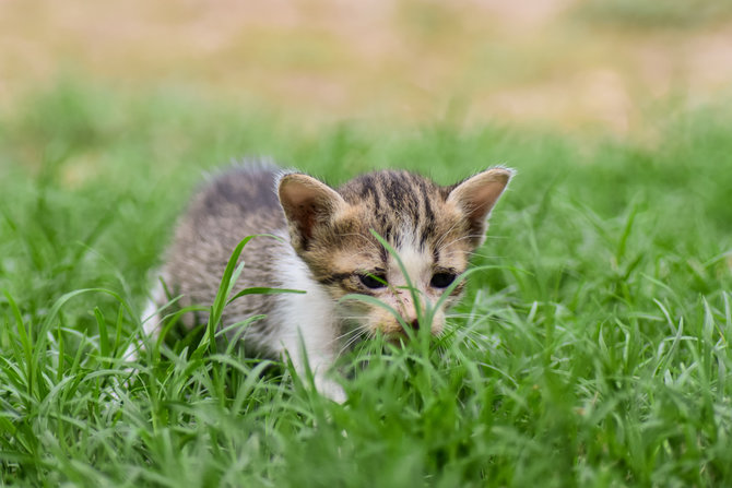 ingin adopsi anak kucing perhatikan tiga vaksin yang wajib diberikan ya