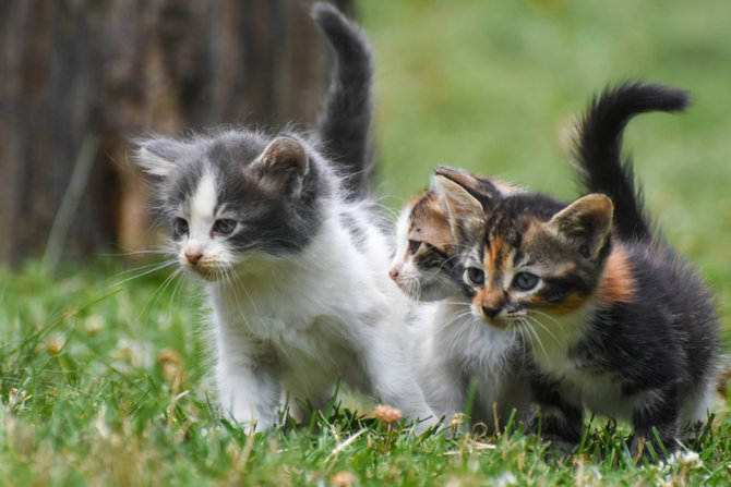 ingin adopsi anak kucing perhatikan tiga vaksin yang wajib diberikan ya