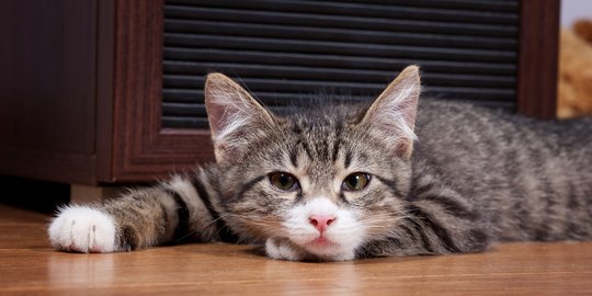 Kenapa Kucing Takut Timun? Berikut Penjelasan Lengkapnya