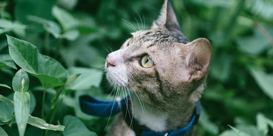 Jenis Penyakit Kulit pada Kucing yang Paling Umum Menyerang, Perlu Diwaspadai