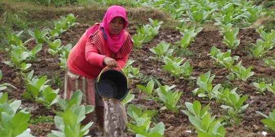 Cukai Naik 12 Persen, Intip Kondisi Industri Rokok yang Masih Terdampak Pandemi