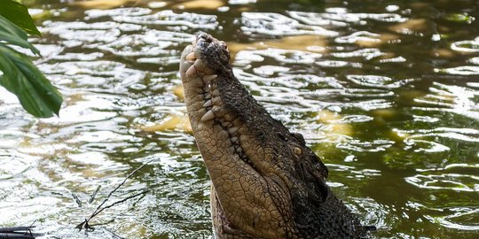 Tanam Kelapa di Tepi Sungai, Petani di Banyuasin Diterkam Buaya