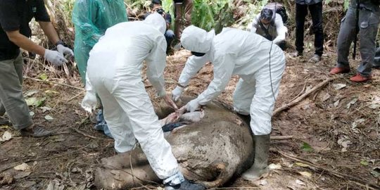 Pembunuh Gajah di Aceh Timur Dihukum 3 Tahun 6 Bulan Penjara