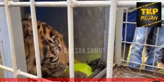 Bikin Resah Warga Sebulan Terakhir, Ini Penampakan Harimau Sumatra Berhasil Ditangkap