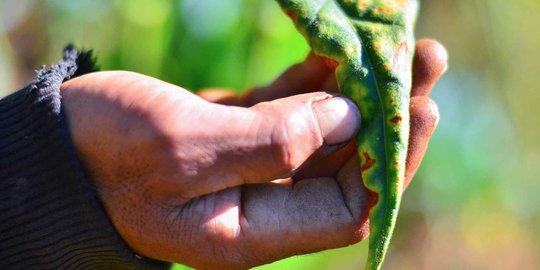 Pemerintah Bakal Naikkan Cukai Rokok, Misbakhun Ungkap Penderitaan Petani Tembakau