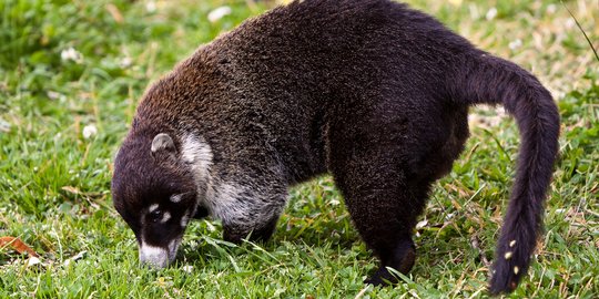 5 Jenis Musang Paling Populer di Indonesia, Cocok Dipelihara