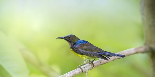 5 Jenis Burung Kolibri yang Bercorak Cantik, Lengkap dengan Habitatnya