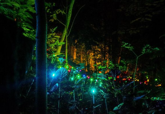 suasana hutan menyala tahura djuanda bandung