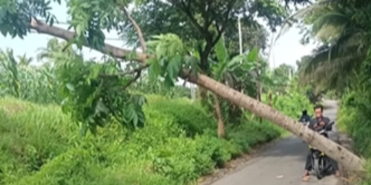 Marak Pohon Tiba-tiba Tumbang di Jalan Banyuwangi, Waspadai Ini