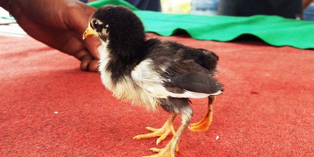 5 Cara Merawat Anak Ayam yang Baru Menetas, Mudah Dilakukan | merdeka.com