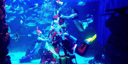 Rayakan Natal dan Tahun Baru nan Magical di Jakarta Aquarium & Safari