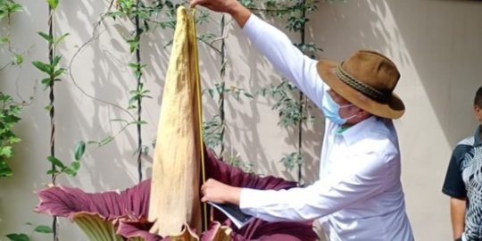 Mekar Usai 6 Tahun Ditanam, Ini Penampakan Bunga Bangkai Raksasa di Pekarangan Warga
