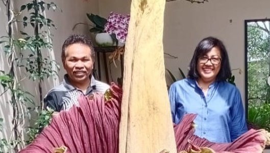 bunga bangkai sumut