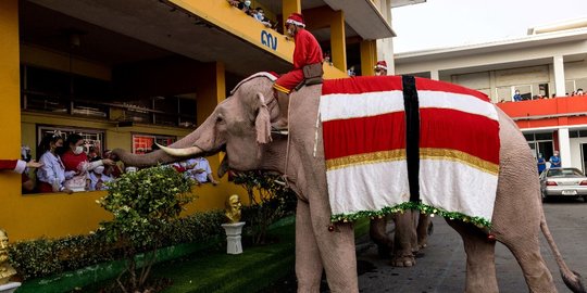 Aksi Gajah Berjubah Sinterklas Bagi-Bagi Kado Natal di Thailand