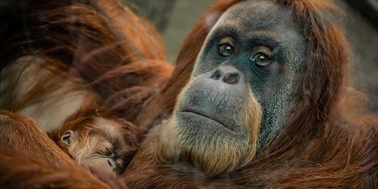 Peristiwa 27 Desember: Peringatan Hari Mengunjungi Kebun Binatang, Begini Sejarahnya