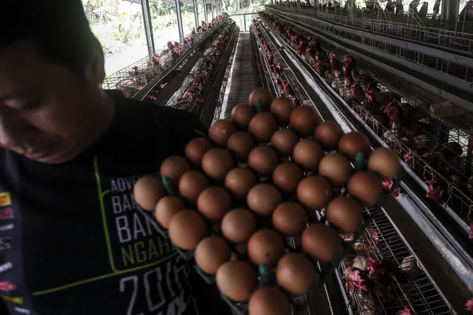 peternak telur ayam di bogor