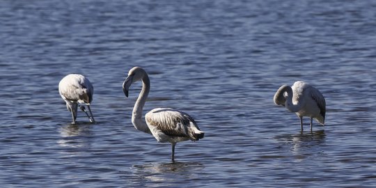 Bird Flu Spreads in Israel, 5,000 Cranes Die