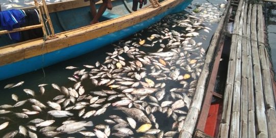 Jumlah Ikan Mati di Danau Maninjau Bertambah Jadi 1.445 Ton